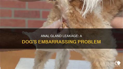 anal gland leak|Leaking Anal Glands in Dogs: Causes & Remedies